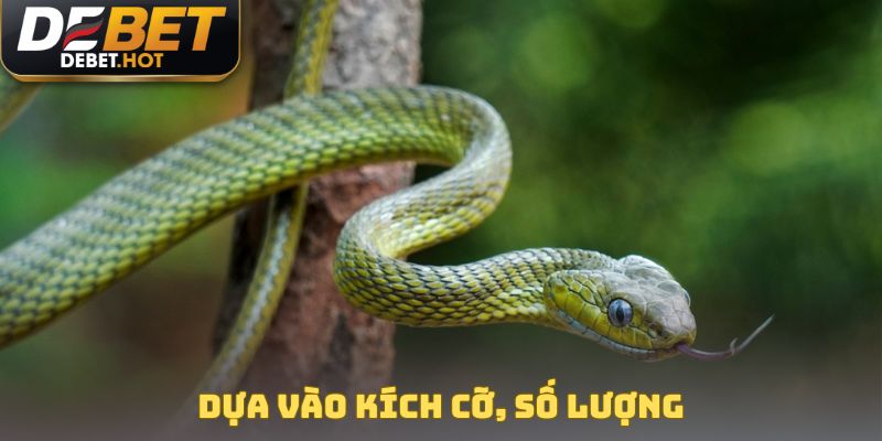 Dựa vào kích cỡ, số lượng