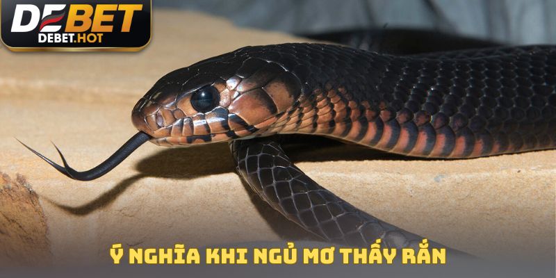 Ý nghĩa khi ngủ mơ thấy rắn